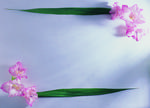 植物画框的素材图片040