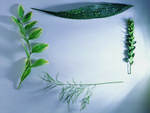 植物画框的素材图片042