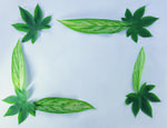 植物画框的素材图片044