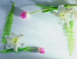 植物画框的素材图片045