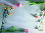 植物画框的素材图片046