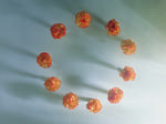 植物画框的素材图片049