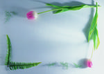 植物画框的素材图片051