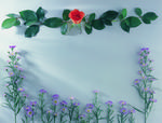 植物画框的素材图片053