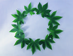 植物画框的素材图片058