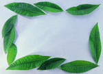 植物画框的素材图片059