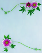 植物画框的素材图片062