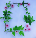 植物画框的素材图片064