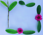植物画框的素材图片065
