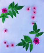 植物画框的素材图片068