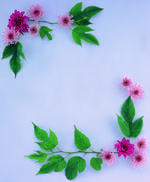 植物画框的素材图片070