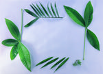 植物画框的素材图片072