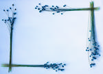 植物画框的素材图片074