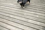 猫和狗素材图片022