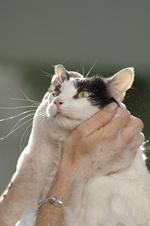 猫和狗素材图片029