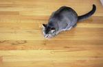 猫和狗素材图片046