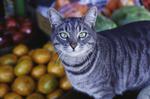 猫和狗素材图片047