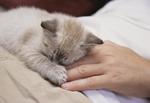 猫和狗素材图片057