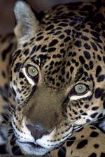 动物图片素材_001