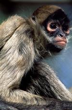 动物图片素材_002