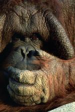 动物图片素材_004