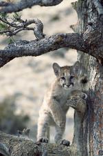 动物图片素材_005