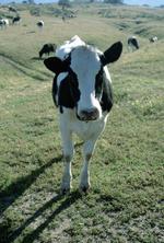 动物图片素材_009