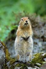 动物图片素材_012