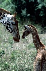 动物图片素材_013