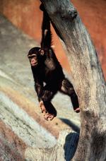 动物图片素材_015