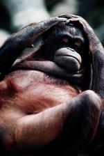 动物图片素材_016