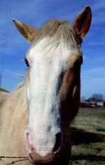 动物图片素材_018