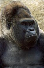 动物图片素材_019