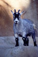 动物图片素材_022