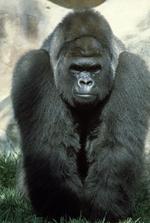 动物图片素材_023