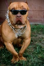 动物图片素材_024