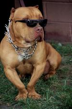 动物图片素材_025