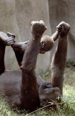 动物图片素材_026