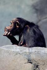 动物图片素材_027