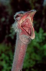 动物图片素材_030