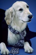 动物图片素材_031