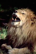 动物图片素材_036