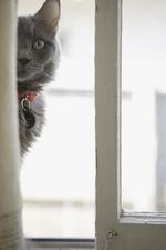 猫和狗素材图片031