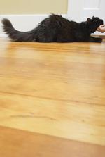 猫和狗素材图片034