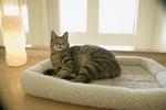 猫和狗素材图片062