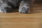 猫和狗素材图片070