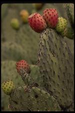 墨西哥建筑风景素材图片029