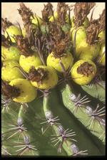 墨西哥建筑风景素材图片026