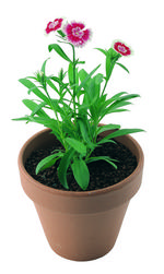 植物的素材图片020