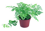植物的素材图片032